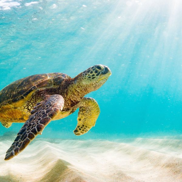 photo of Sea turtle in the Galapagos island